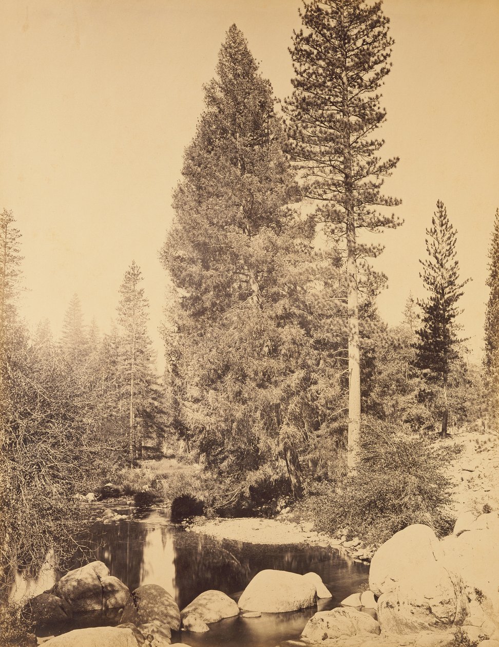 [Douglasgran vid Clarks] / [Douglasgranen] av Carleton Watkins