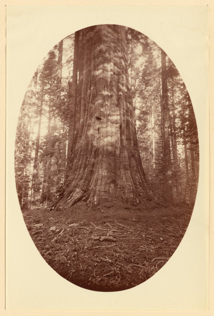 [Empire State Calaveras Grove] av Carleton Watkins
