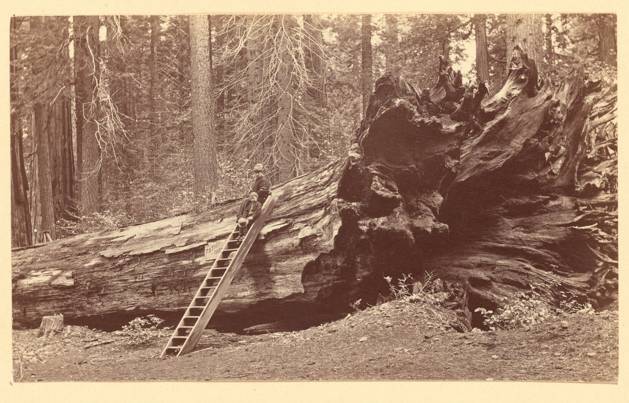 [Skogens fader Calaveras Grove] av Carleton Watkins