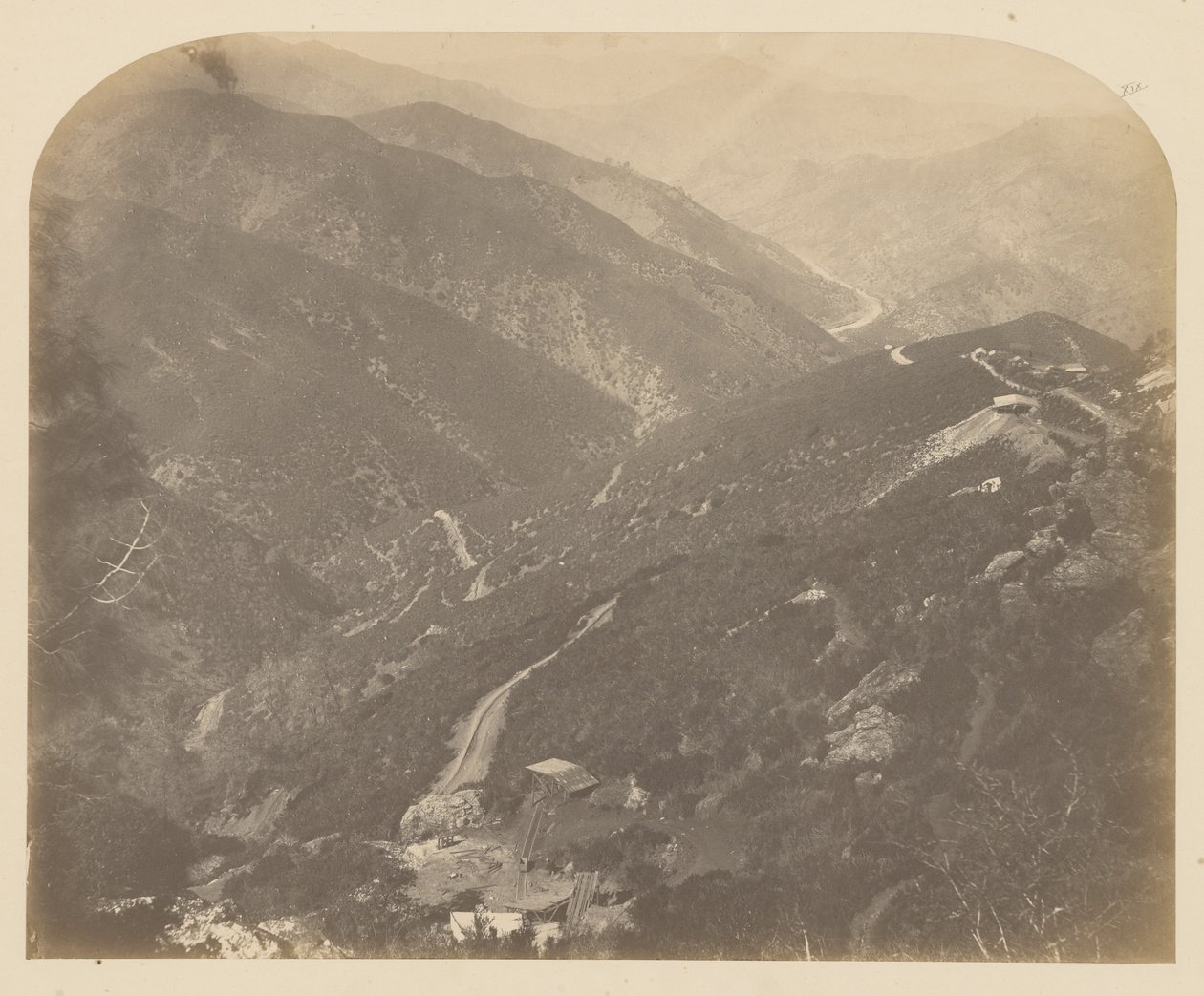 [Josephine och Pine Tree] av Carleton Watkins