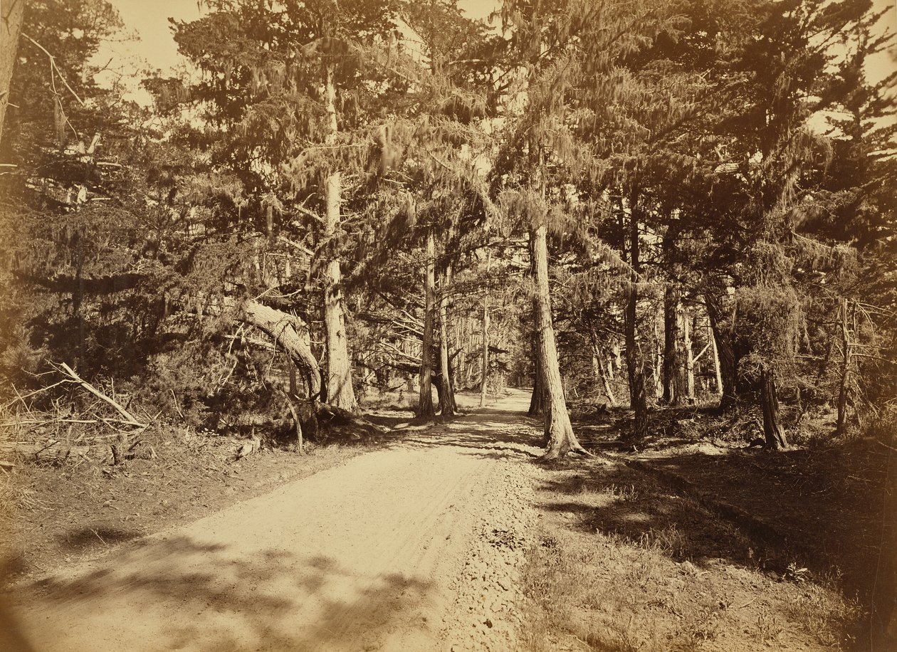(Monterey, Kalifornien. Moss Avenue, 18 Mile Drive.) av Carleton Watkins