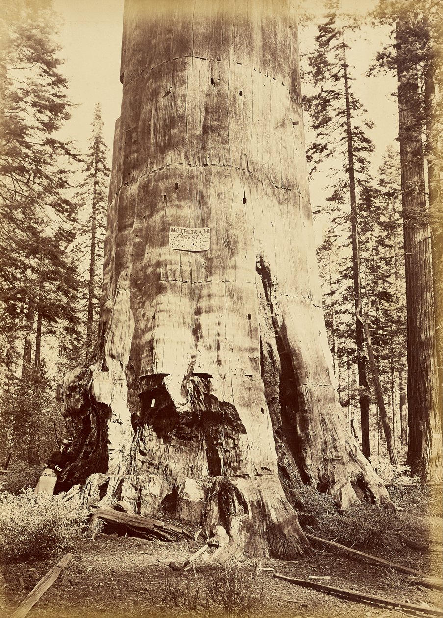 [Skogens moder, 221 fot hög] av Carleton Watkins