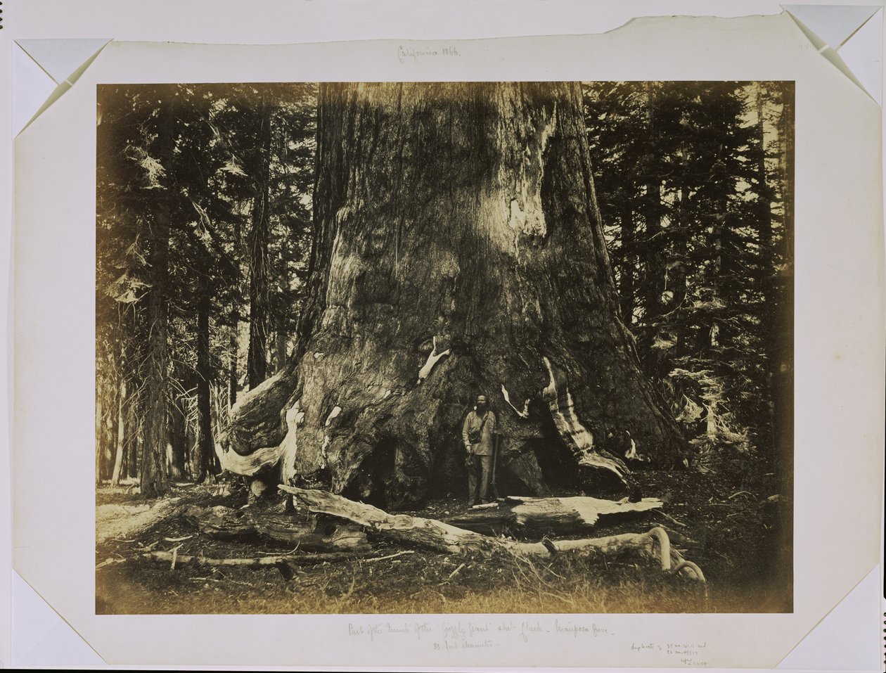 [Del av stammen på "Grizzly Giant" med Clark - Mariposa Grove - 33 fot i diameter] av Carleton Watkins