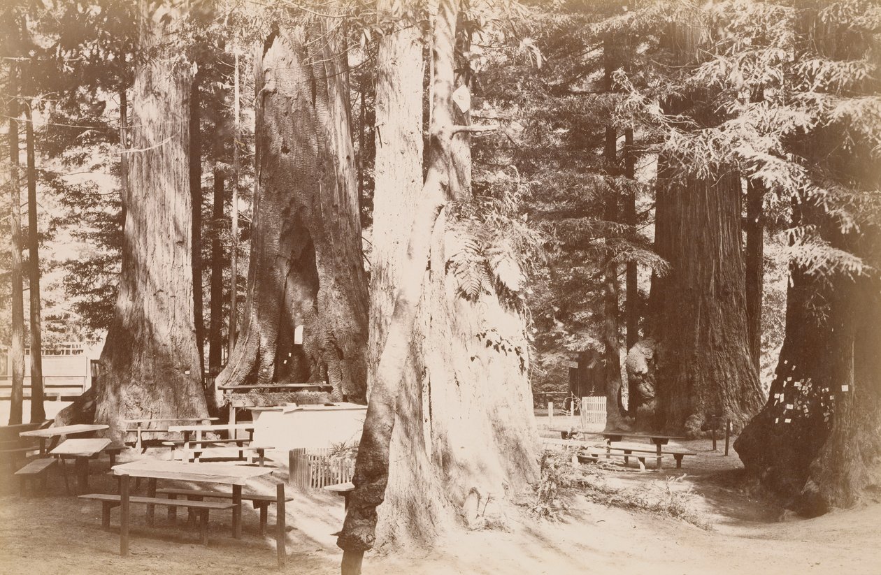 [Picknickbord i en sequoialund] av Carleton Watkins