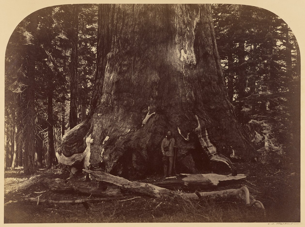 Tvärsnitt av Grizzly Giant, Mariposa Grove, 33 fot i diameter av Carleton Watkins