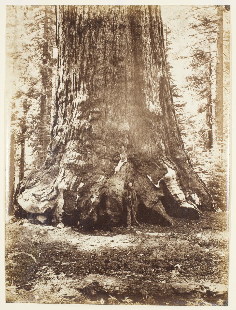 Sektion av Grizzly Giant med Galen Clark, Mariposa Grove, Yosemite av Carleton Watkins