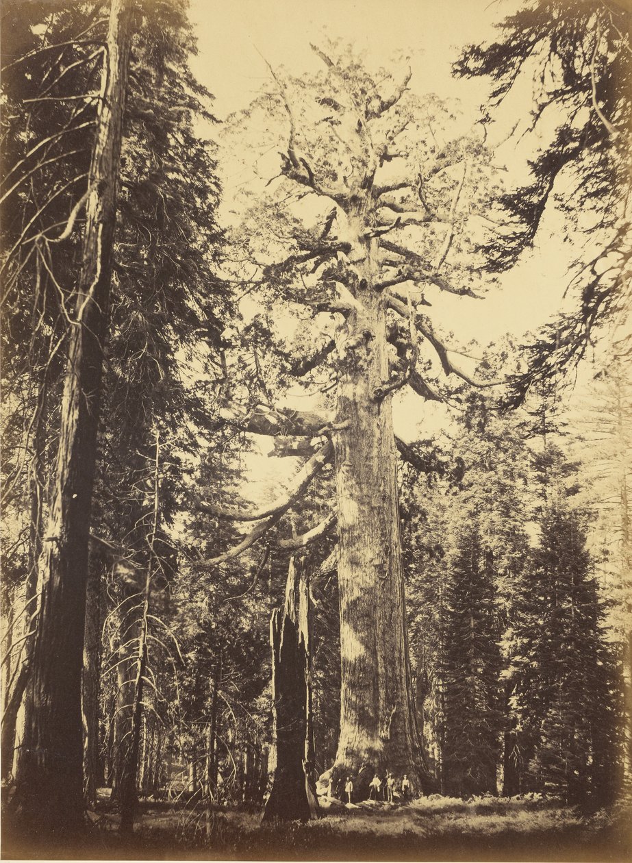 Sequoia gigantea - "Grizzly Giant" - Mariposa Grove av Carleton Watkins