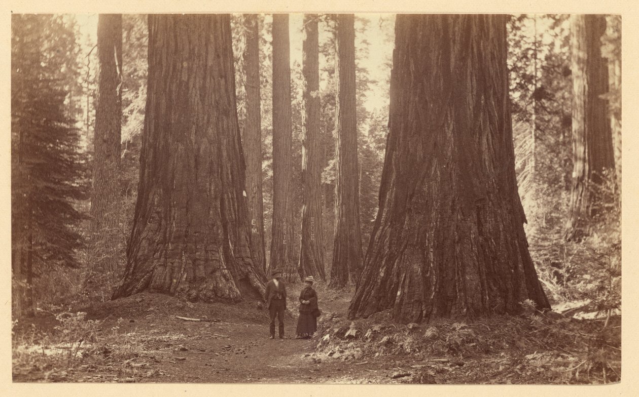 De tre gracerna, Calaveras Grove av Carleton Watkins