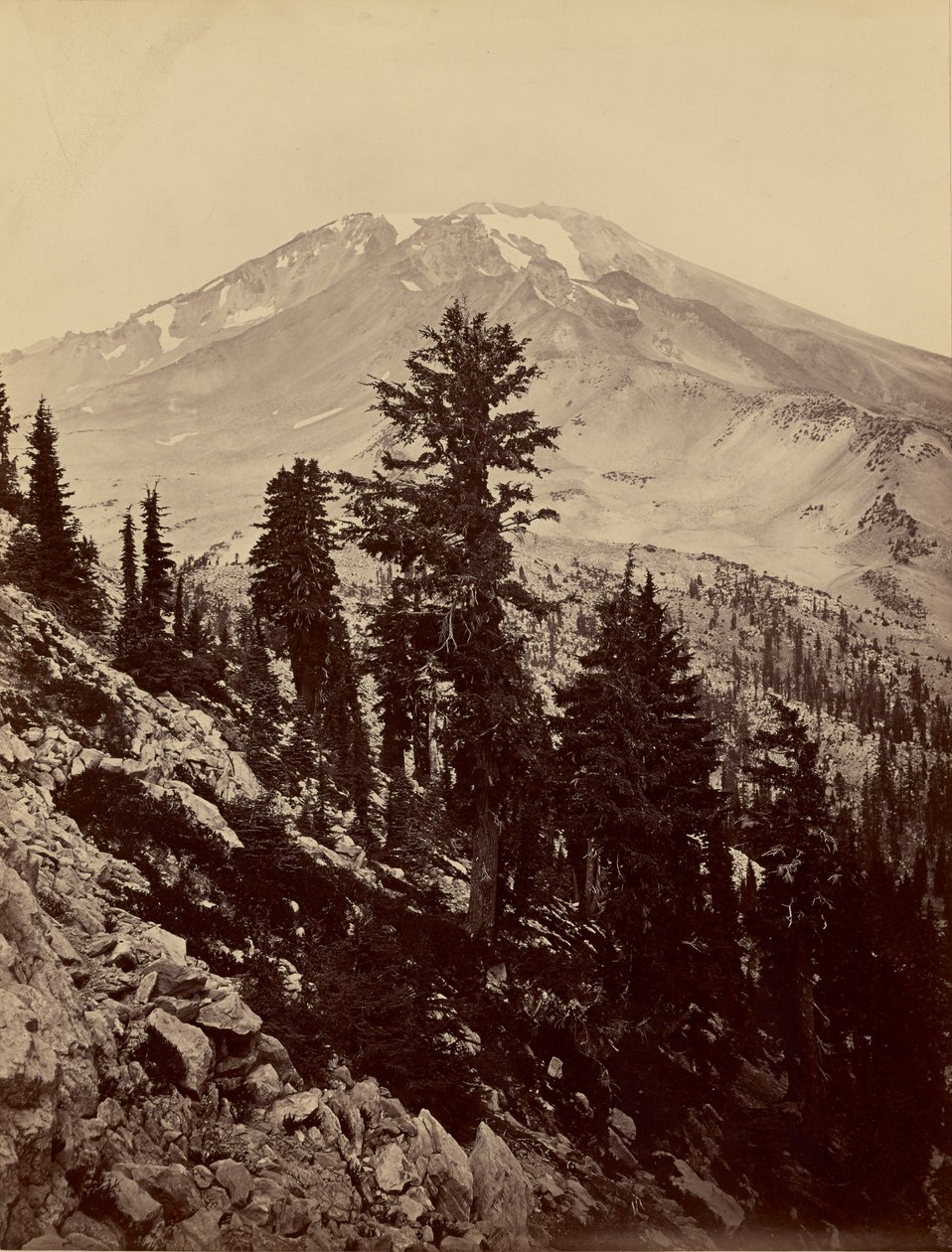 [Williamsonii, Mount Shasta] av Carleton Watkins