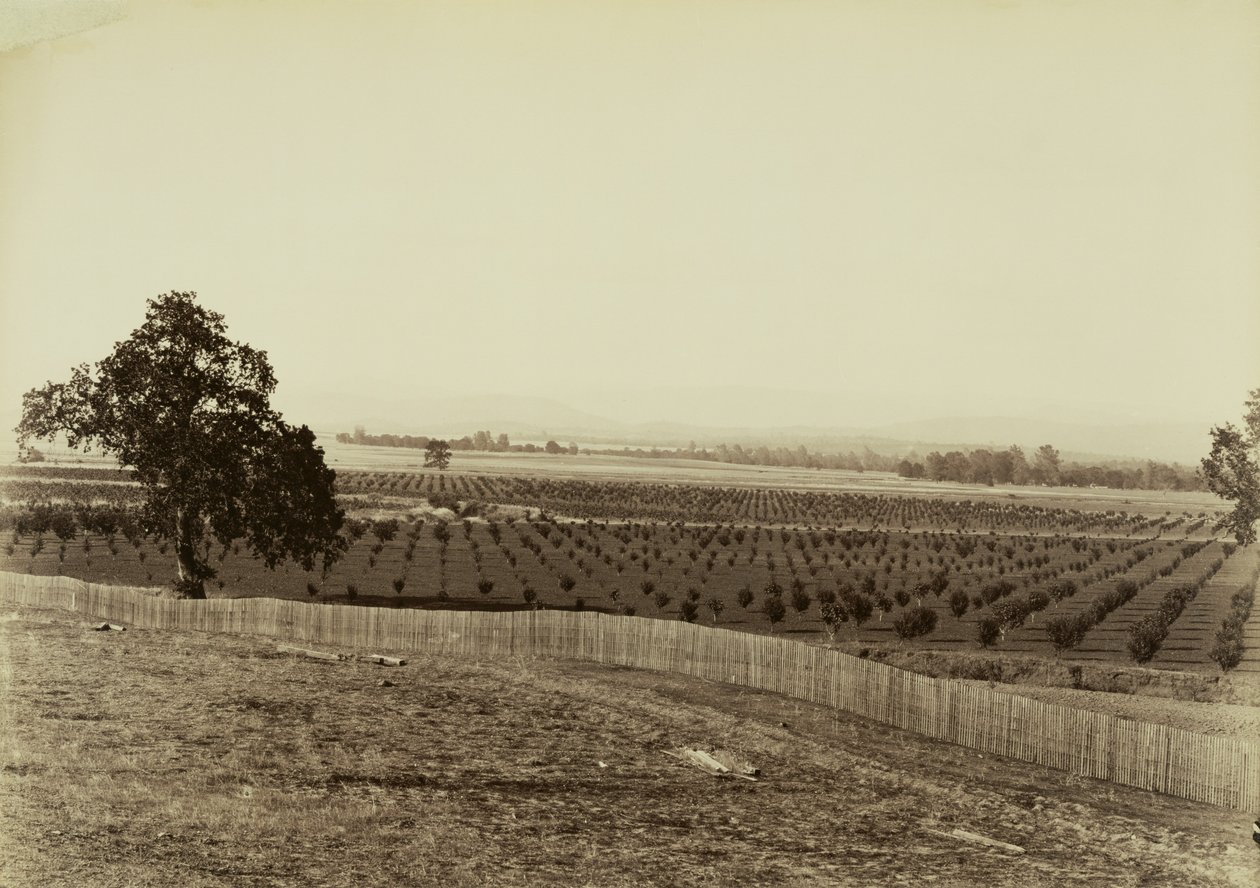 [Ung fruktodling, Palermo, Butte County] av Carleton Watkins
