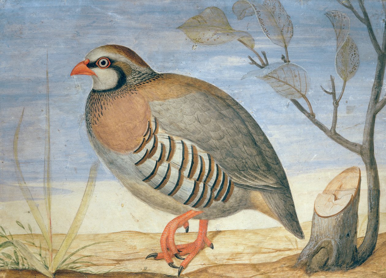 En rödbent rapphöna (gouache på veläng) av Carlo Battaglia