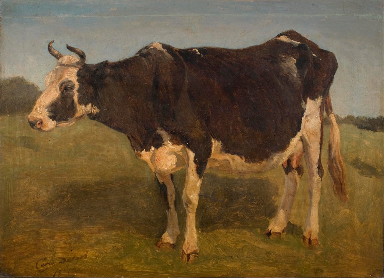 Svart och vit ko stående. Studie. av Carlo Dalgas