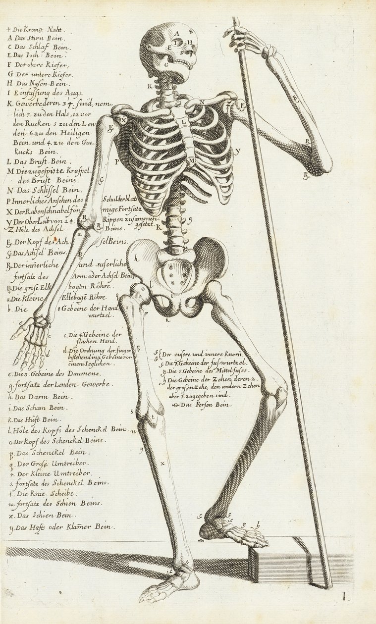 Anatomisk studie av det mänskliga skelettet av Carlo Cesi av Carlo Cesi
