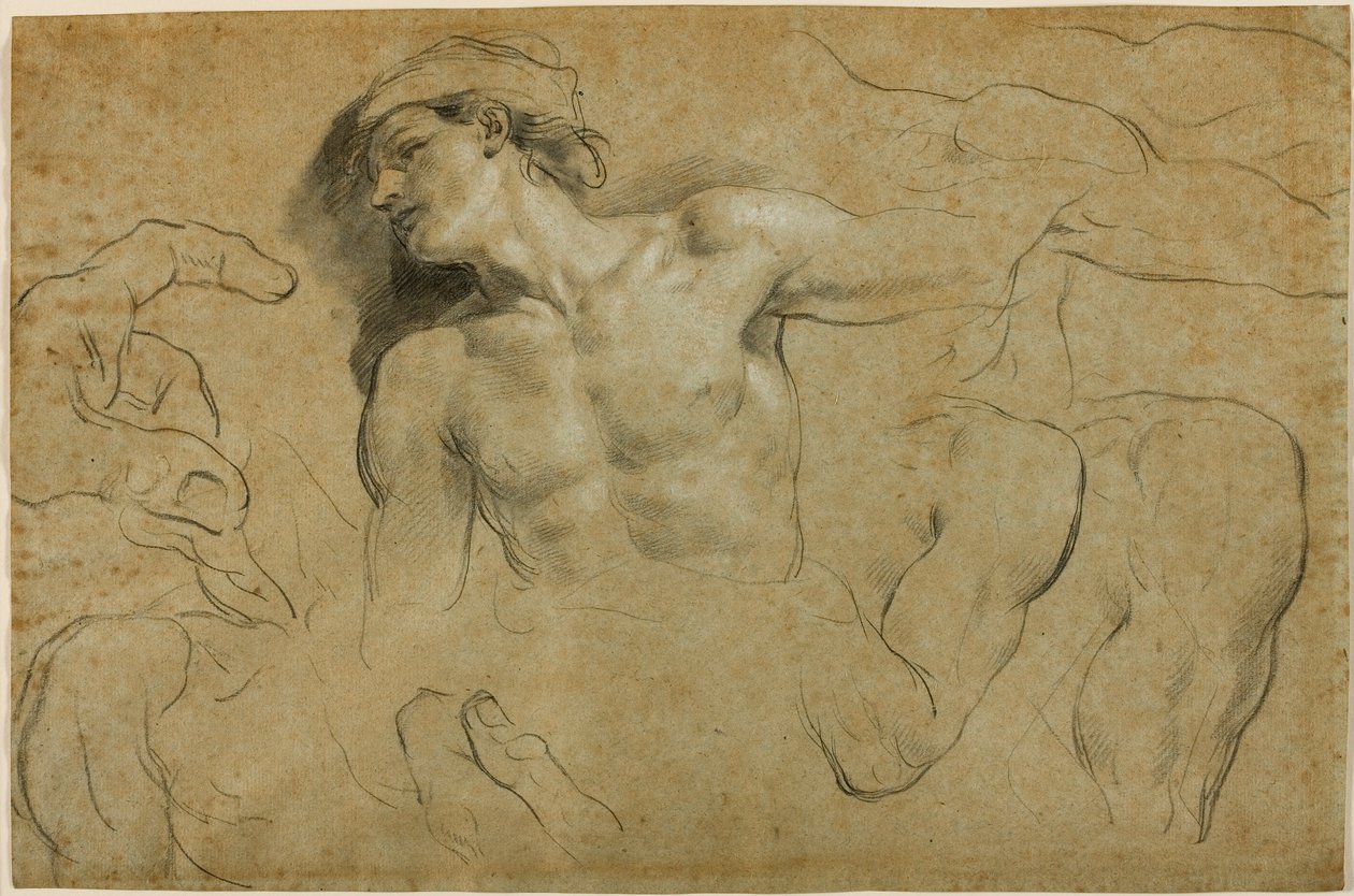 Studier av händer, axlar och ett ben (svart krita förhöjd med vitt på papper) av Carlo Cignani