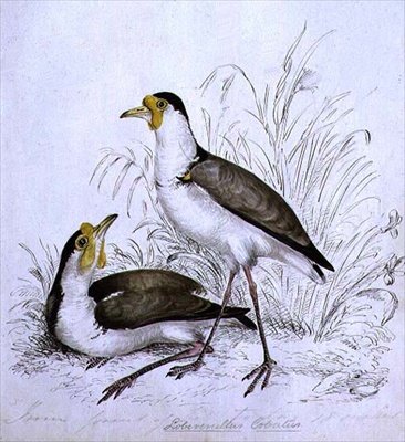 Sandpiper, karne ya 19 av Caroline Louisa Atkinson