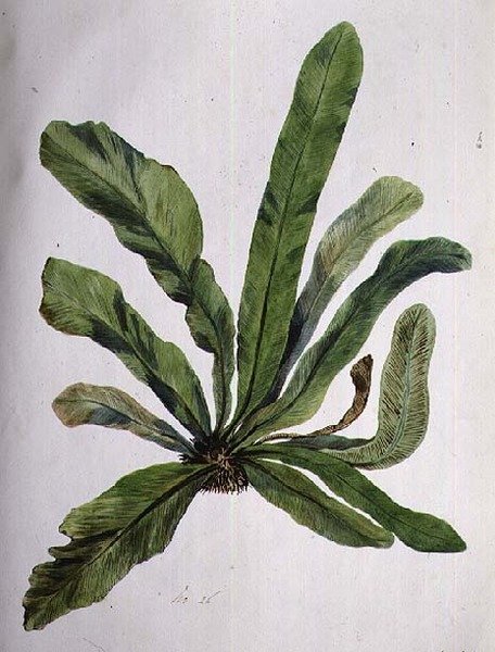 Aspidistra, 1800-talet av Caroline Louisa Meredith