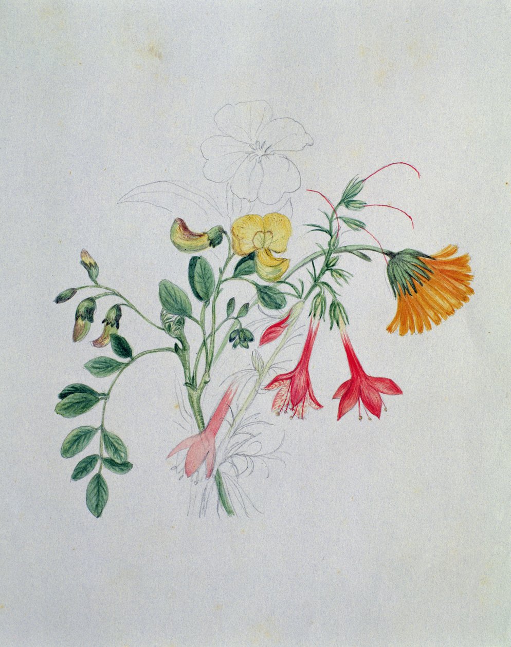 Kvast och ringblommor av Caroline Louisa Meredith