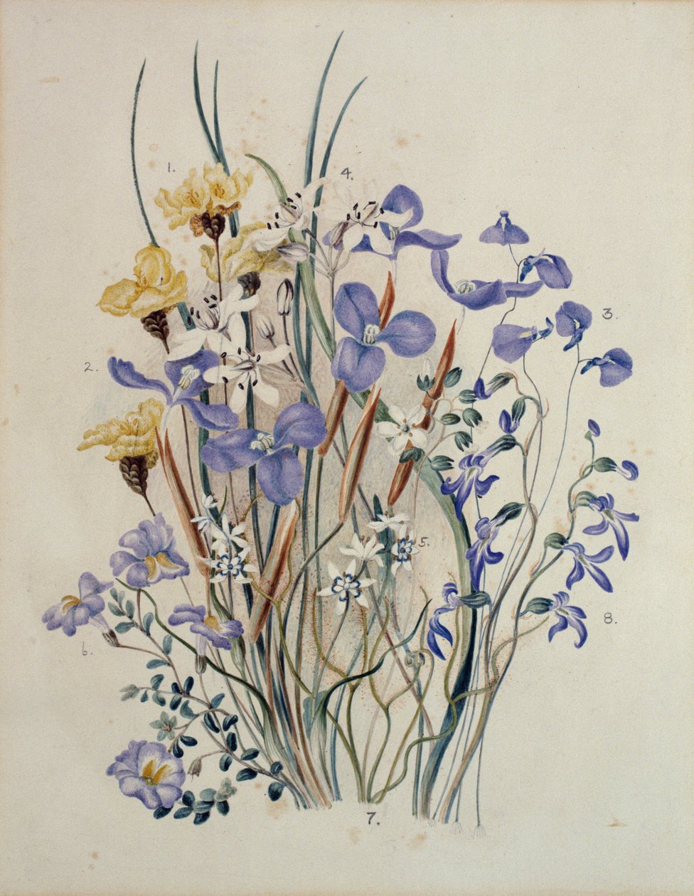 Vårblommor, 1800-talet av Caroline Louisa Meredith