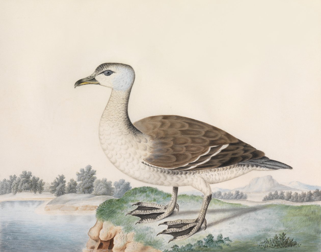 Java Duck (akvarell på veläng, inskriven med titel) av Caroline Conyers
