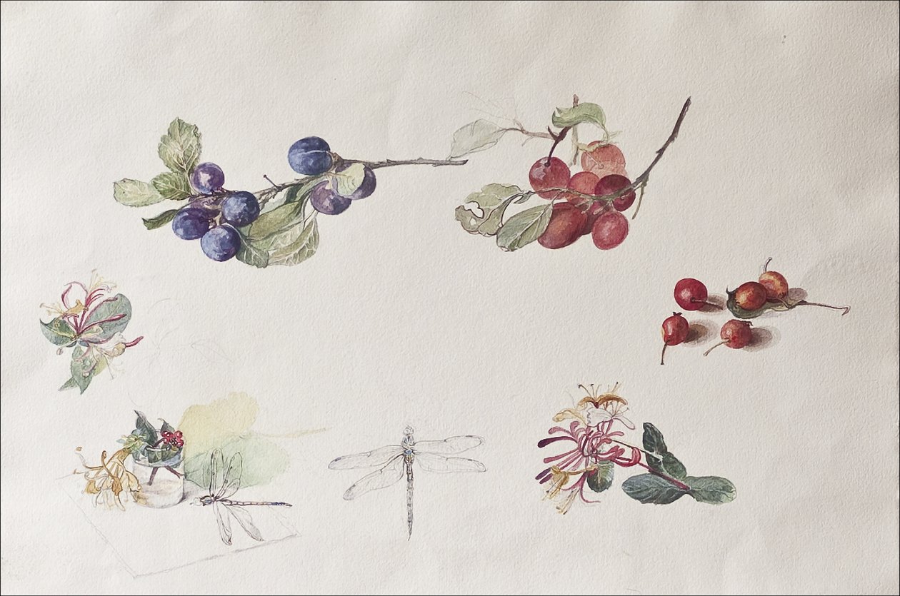 Höstens frukter och blommor, 2007 (wc på papper) av Caroline Hervey Bathurst