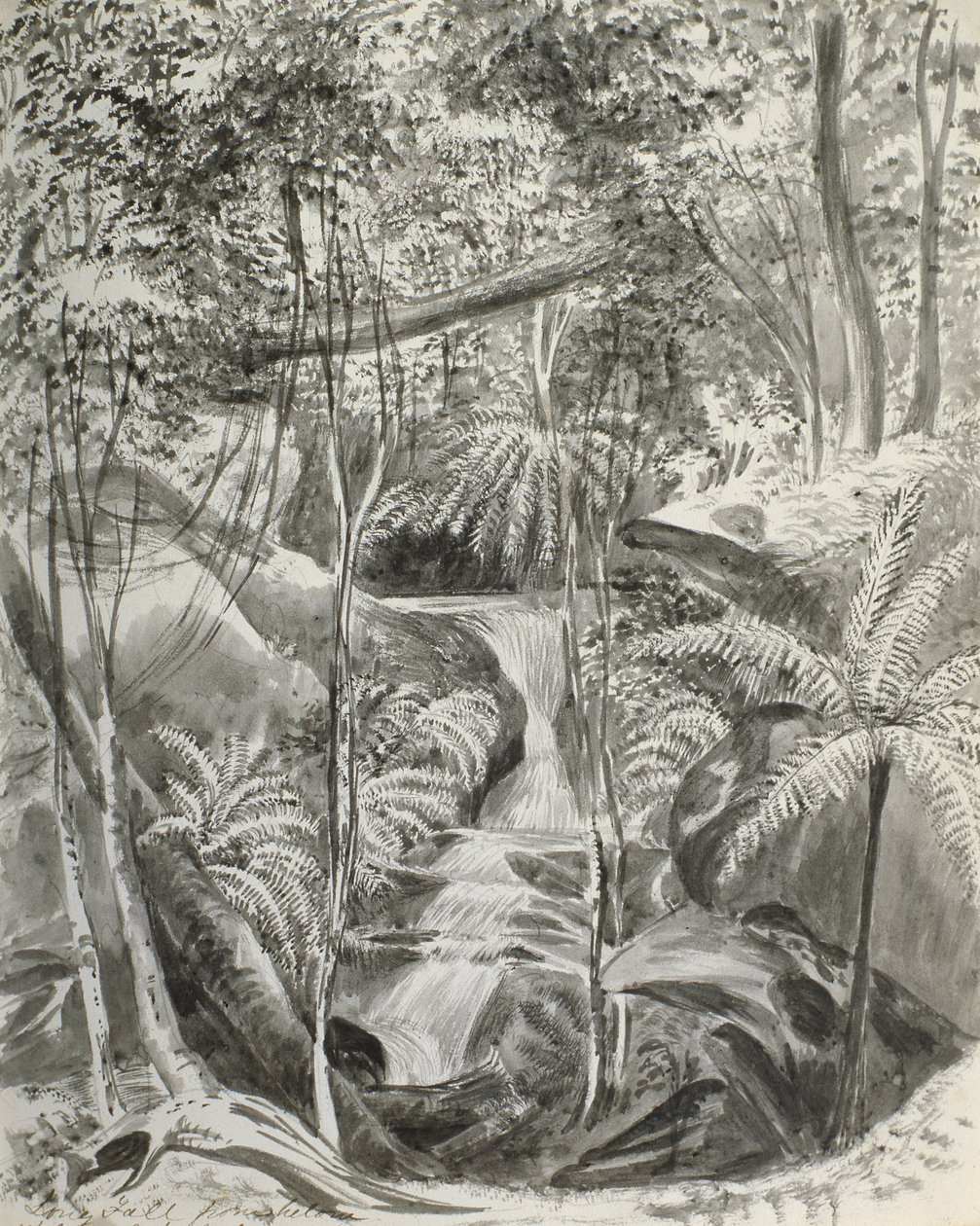 Djungelstudie, 1800-talet av Caroline Louisa Meredith