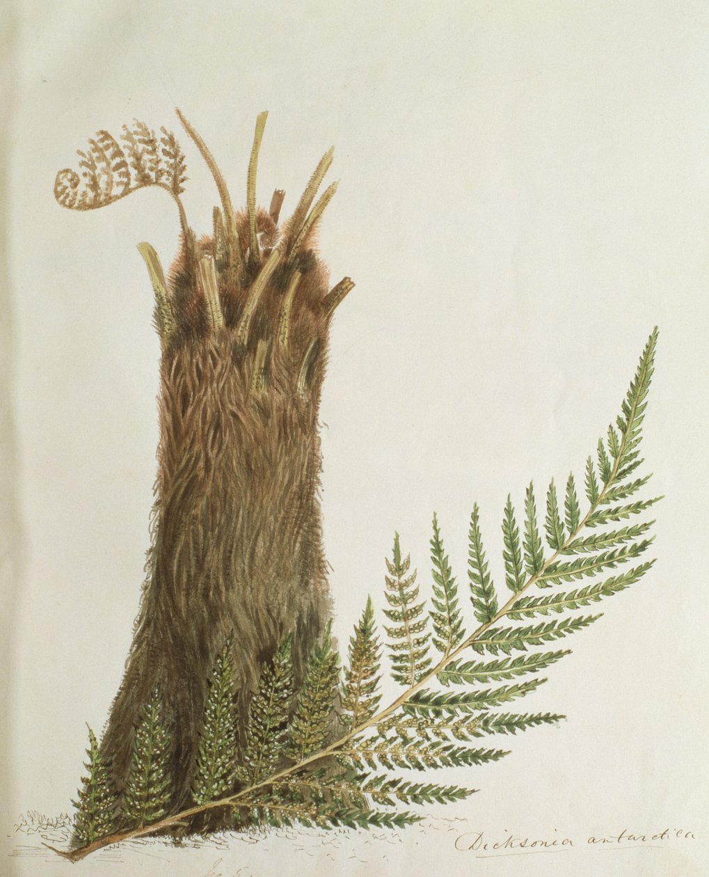 Studie av en ormbunke, 1800-talet av Caroline Louisa Meredith