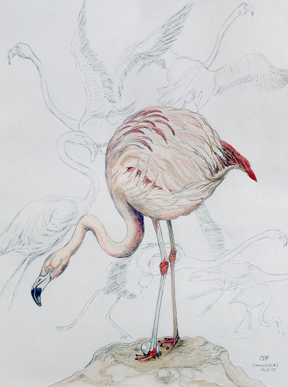 Flamingo (penna och wc på papper) av Carolyn Hubbard Ford