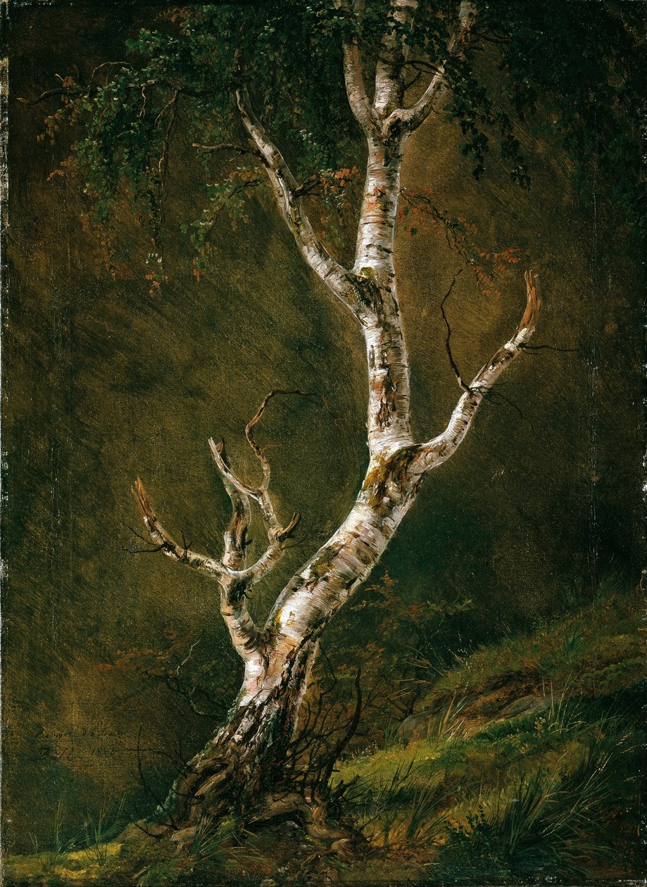 Study of a Birch Tree av Caspar David Friedrich