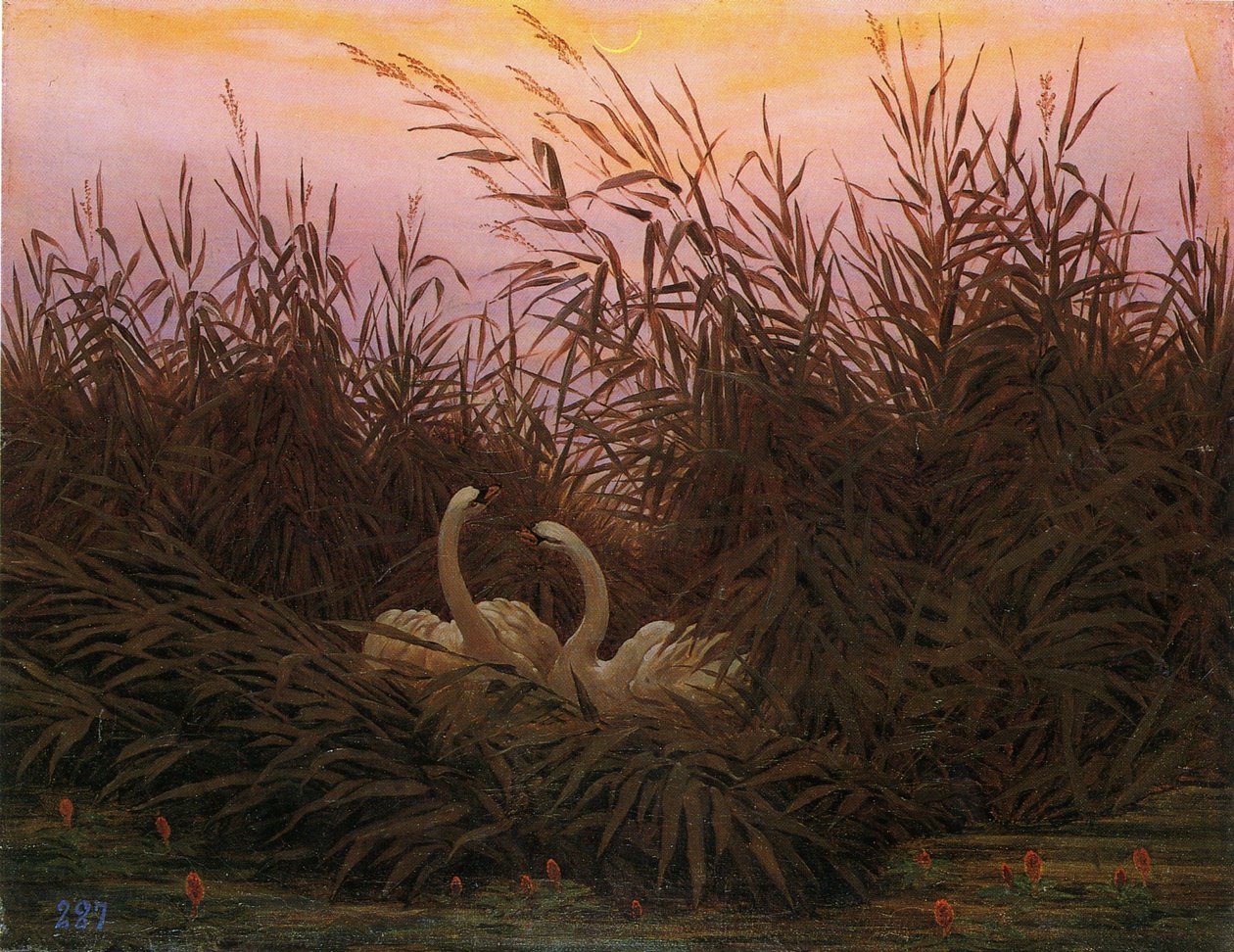 Tyska: Schwäne im Schilf beim ersten Morgenrot Svanar i vassen vid den första gryningen av Caspar David Friedrich