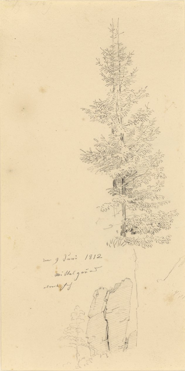 Tyska: Studie mit Fichten und Felsen Studie av granar och en sten av Caspar David Friedrich