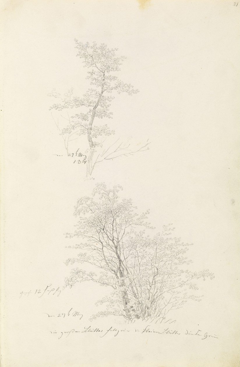 Grupp av unga träd av Caspar David Friedrich