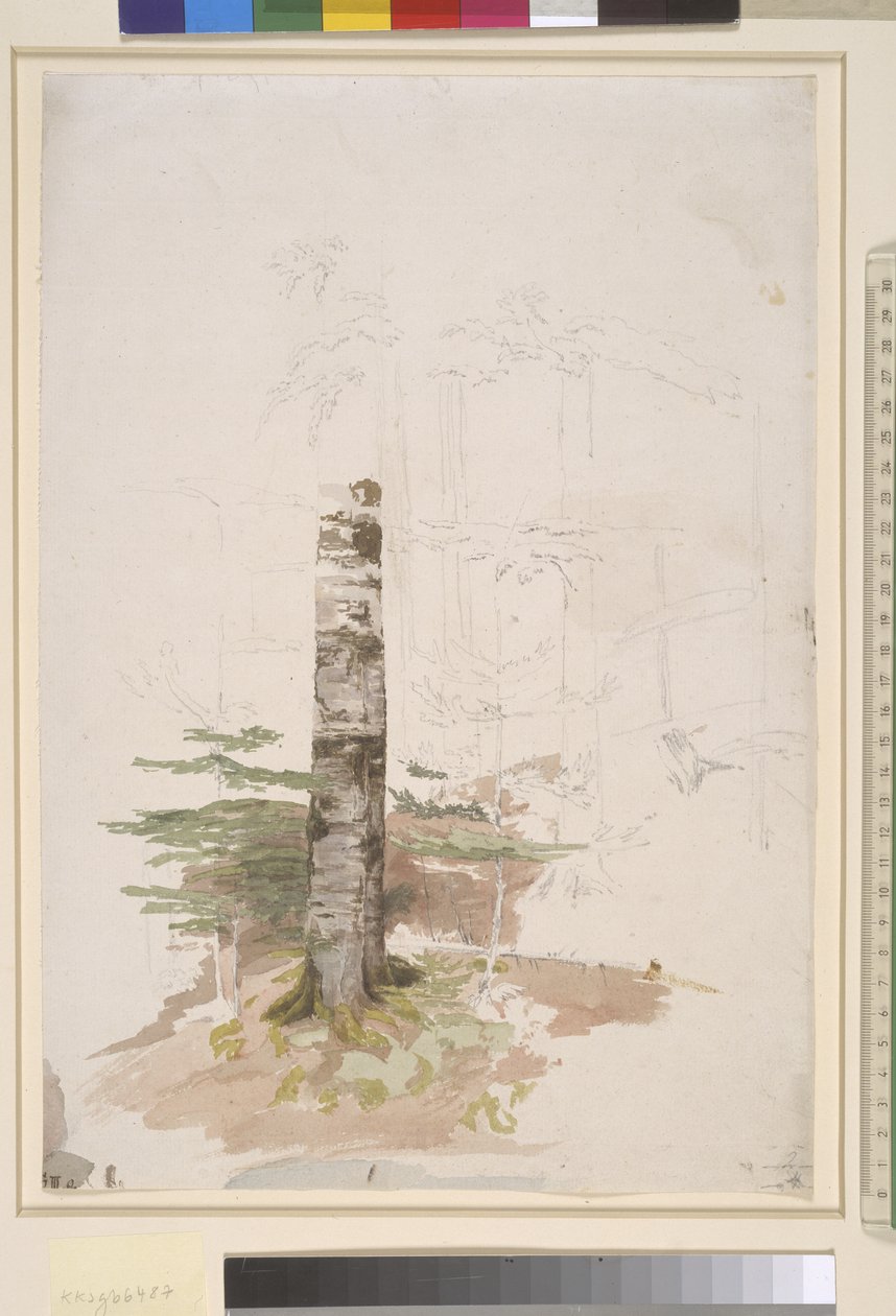 Studie från det inre av en barrskog av Caspar David Friedrich