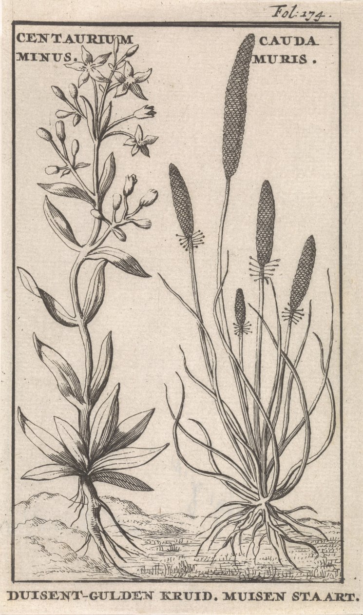 Centaury och mussvans Centaurium minus. Cauda MurisDuisent-Guilder Herb. Mussvans (titel på objekt) av Caspar Luyken