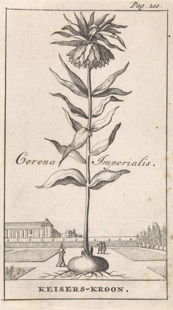 Kejsarkrona Corona Imperialis / Imperial Crown (titel på objekt) av Caspar Luyken