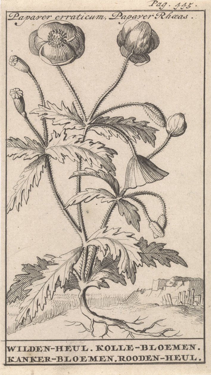 Vallmo Papaver erraticum, Papaver Rhoeas / Wilden-heul. Kolle blommor. Cancer blommor. Roodenheul (titel på objekt) av Caspar Luyken