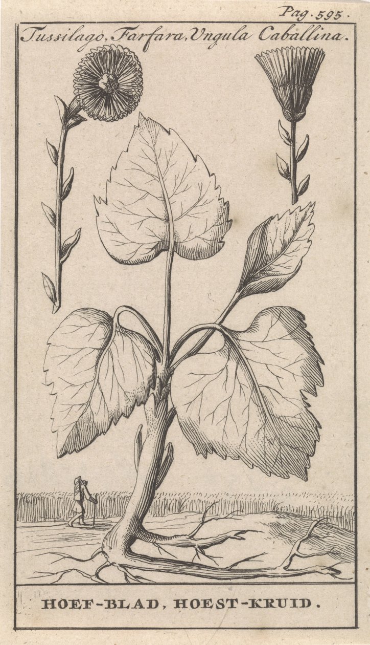 Hölfot med hostört Tussilago, Farfara, Ungula Caballina / Hovblad, Hostört (titel på objektet) av Caspar Luyken