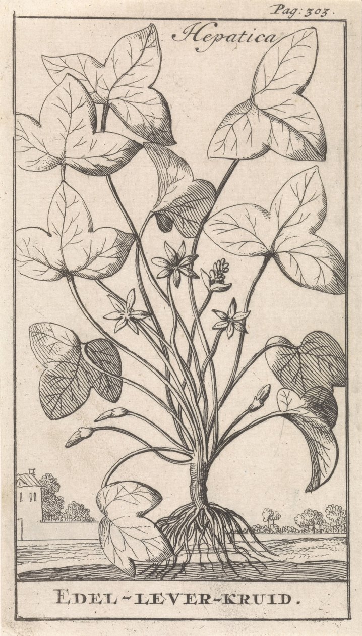 leverört Hepetica / Noble-Liver-Herb (titel på objekt) av Caspar Luyken