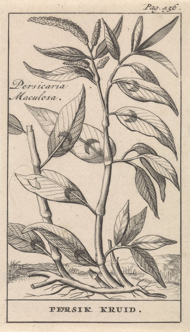 persika krydda Persicaria Maculosa / Persik Herb (titel på objekt) av Caspar Luyken