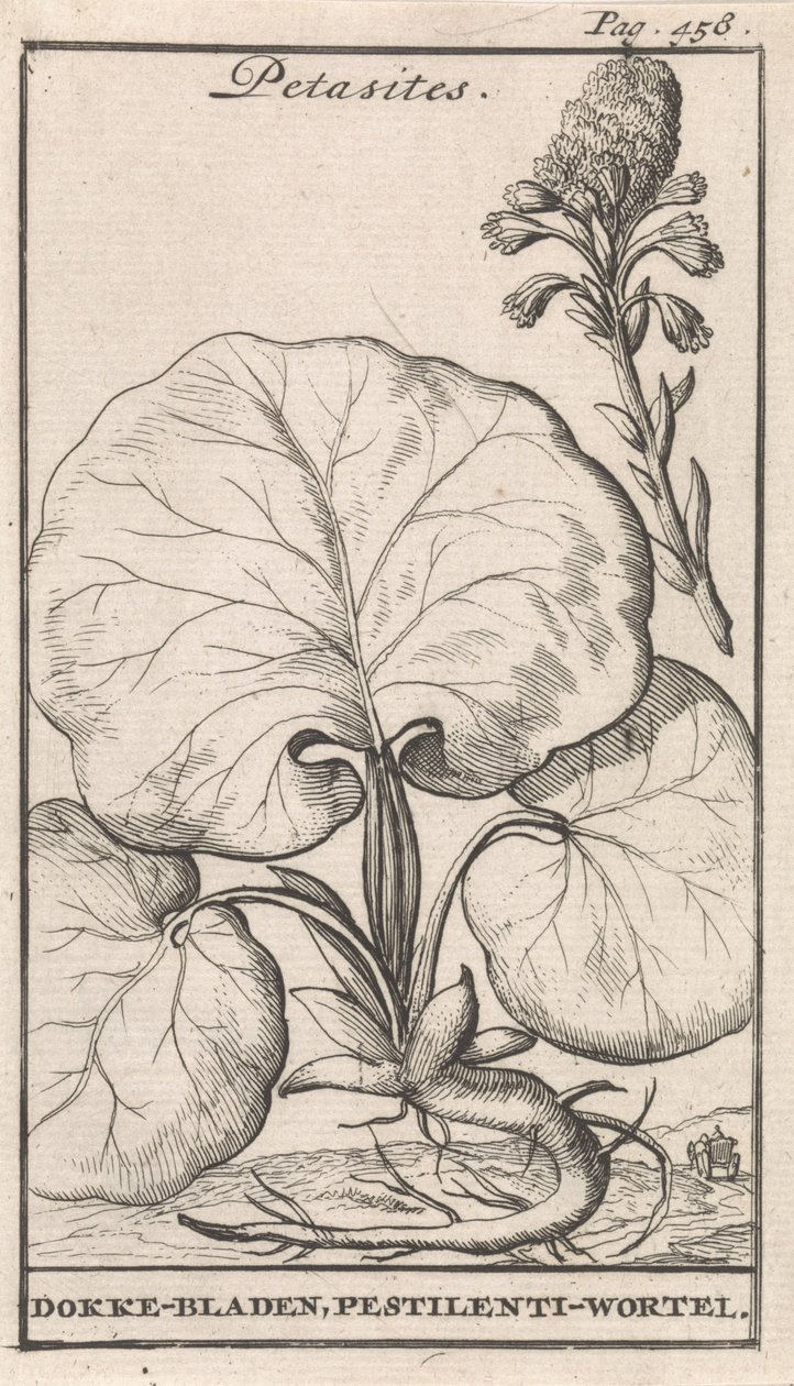 Petasiter av Caspar Luyken