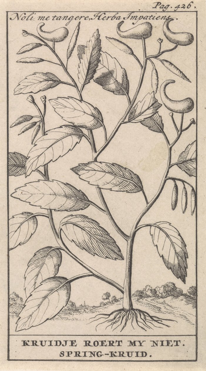 vårört Noli me tangere, Herba Impatiens / Kruidje rör mig inte. Vårört (titel på objekt) av Caspar Luyken