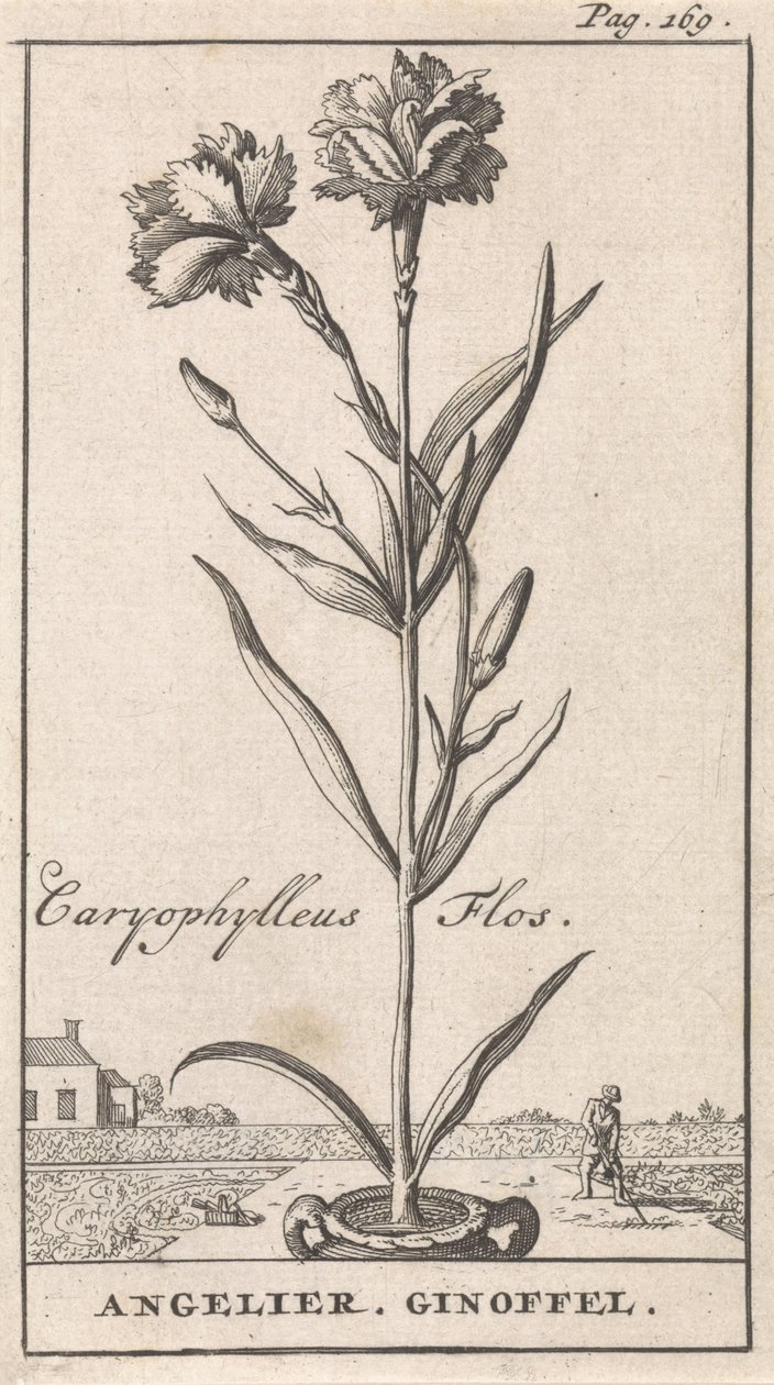 Titelsida och åtta tryck med blommor Anjelier Caryophylleus Flos / Angelier. Ginoffel (titel på objekt) av Caspar Luyken