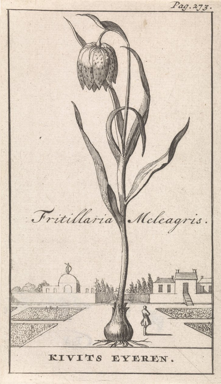 Titelsida och åtta tryck med blommor Kievitsbloem Fritillaria Meleagris / Kivits Eyeren (titel på objekt) av Caspar Luyken