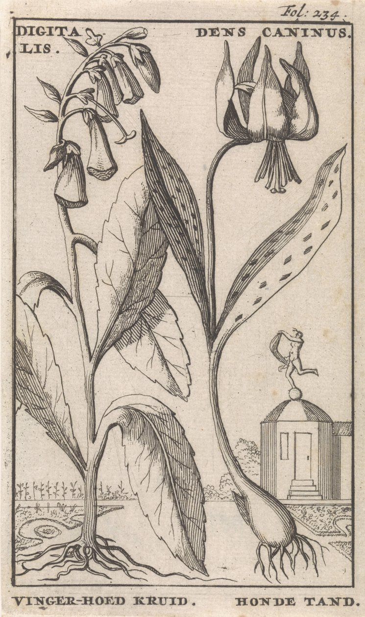 Titelsida och åtta tryck med blommor Foxglove och hundtand digitalis. Dens Caninus / Fingerhatt Ört. Hundtand (titel på objekt) av Caspar Luyken