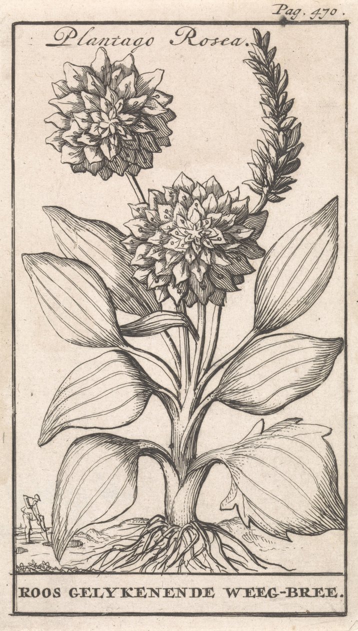 Titelsida och åtta tryck med blommor Weegbree Plantago Rosea / Roos gelykenende Weeg-bree (titel på objekt) av Caspar Luyken