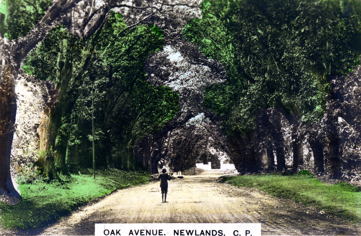 Oak Avenue, Newlands, Johannesburg, Gauteng, Sydafrika, c1920-talet. av Cavenders Ltd