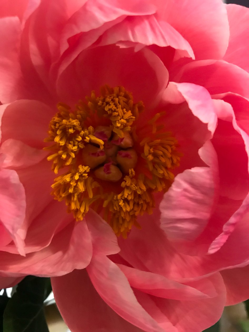Komposition - Blommor, 2019 (foto) av Cécile Jamet