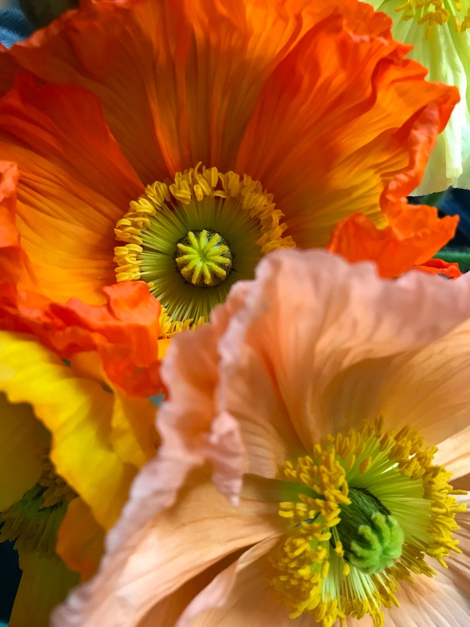 Komposition - Blommor, 2019 (foto) av Cécile Jamet