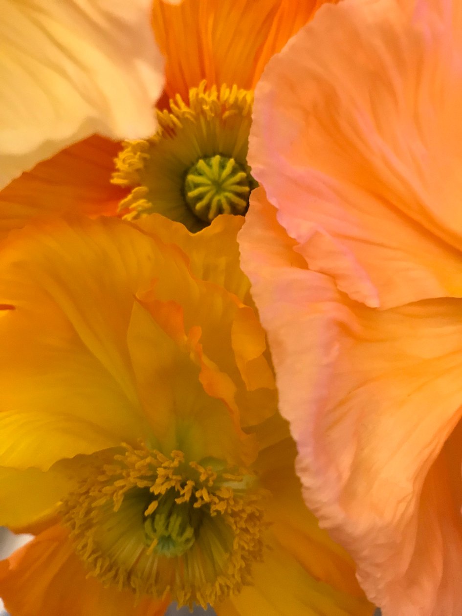 Komposition - Blommor, 2019 (foto) av Cécile Jamet