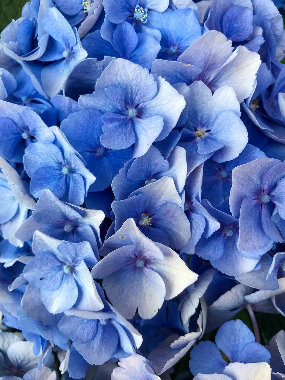 Komposition - Blommor, 2019 (foto) av Cécile Jamet