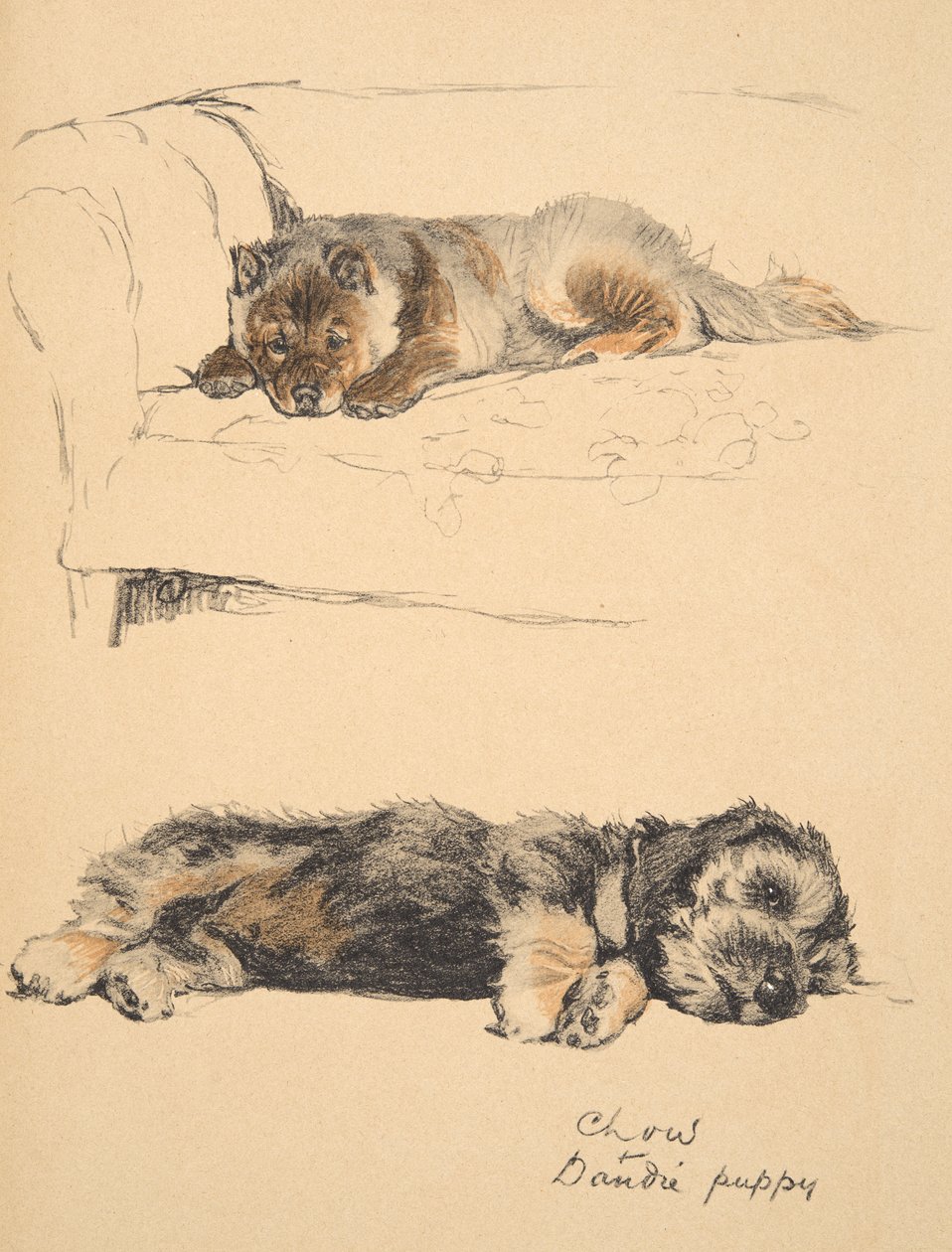 Chow and Dandie Puppy, 1930, Illustrationer från hans skissbok för begagnade 